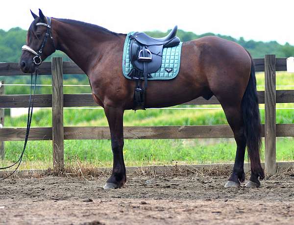 black-friesian-gelding