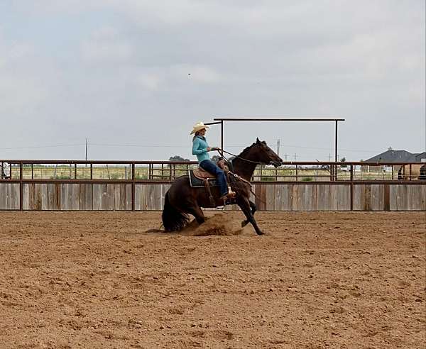 flashy-quarter-donkey