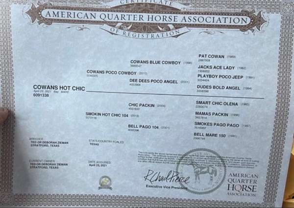 roping-quarter-donkey