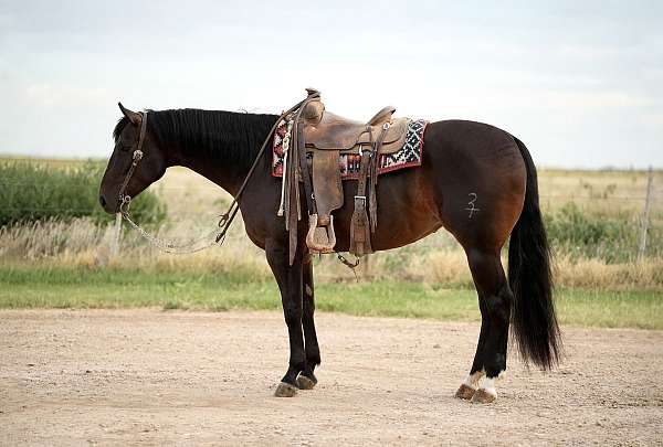 reined-cow-quarter-donkey