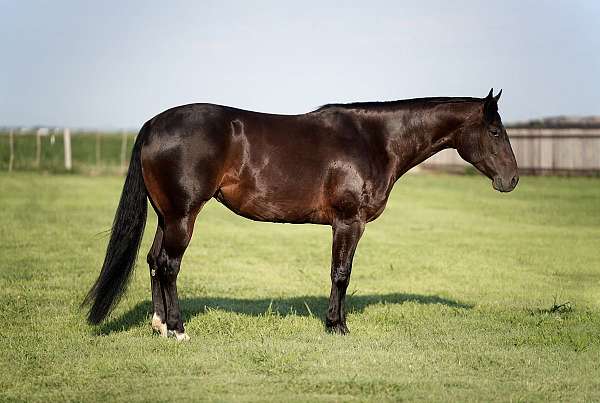 show-quarter-donkey