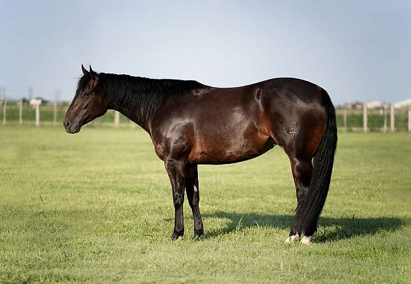 western-riding-quarter-donkey