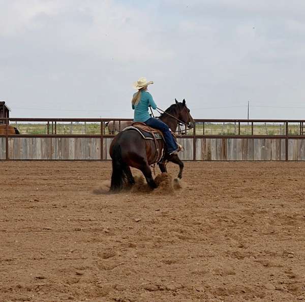bay-calf-roping-donkey