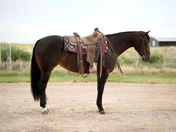 working-cow-quarter-donkey