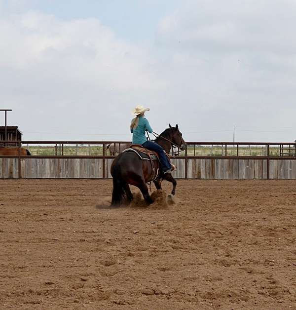 bay-flashy-donkey