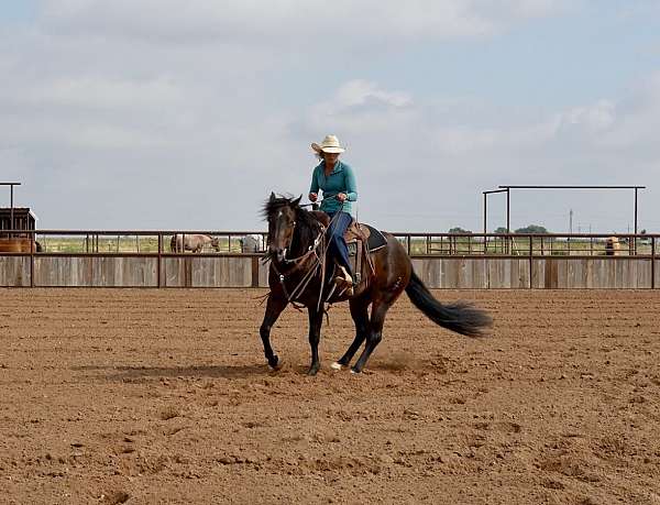 bay-husband-safe-donkey