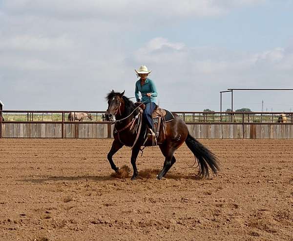 bay-performance-donkey