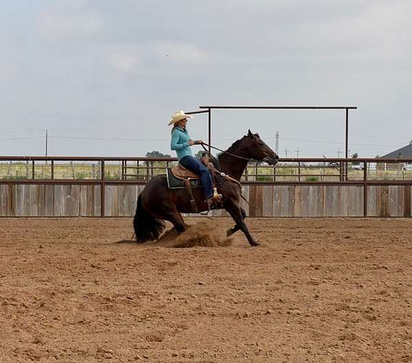 bay-ranch-donkey