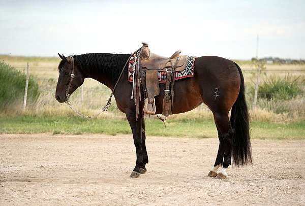 working-cattle-quarter-donkey
