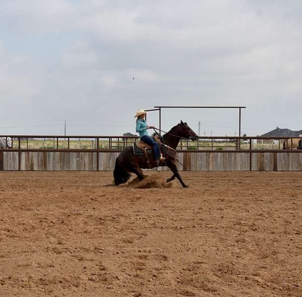 bay-ranch-versatility-donkey