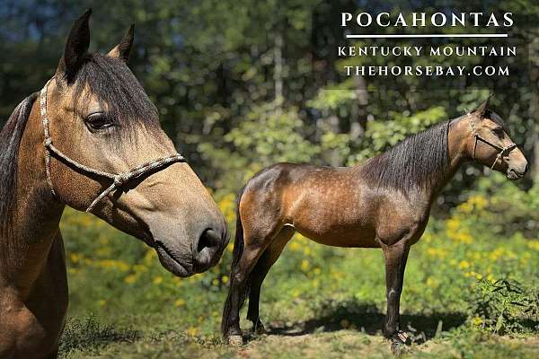 on-inside-off-hind-leg-horse