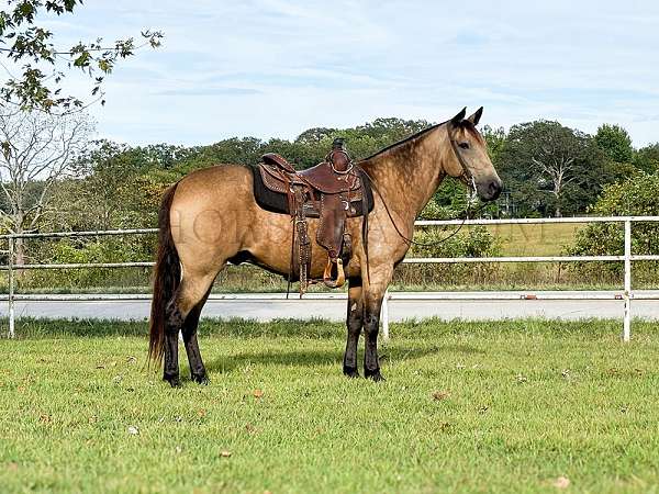 calm-horse-missouri-fox-trotter