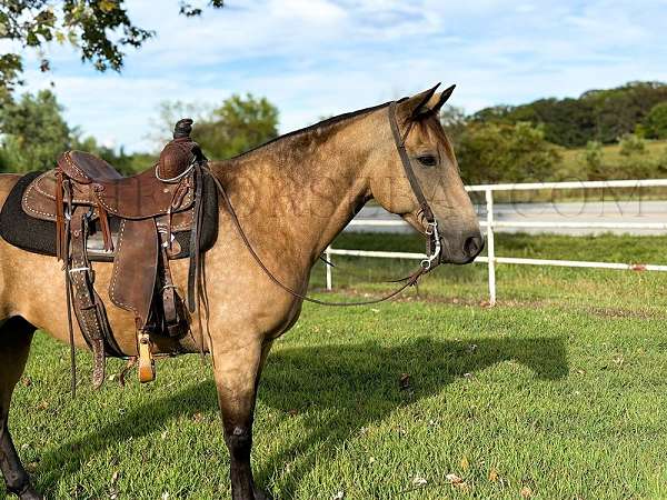 companions-missouri-fox-trotter-horse