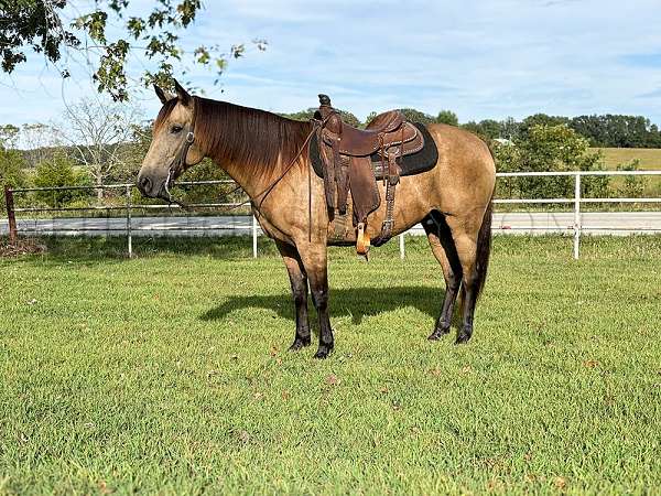 cowboys-missouri-fox-trotter-horse