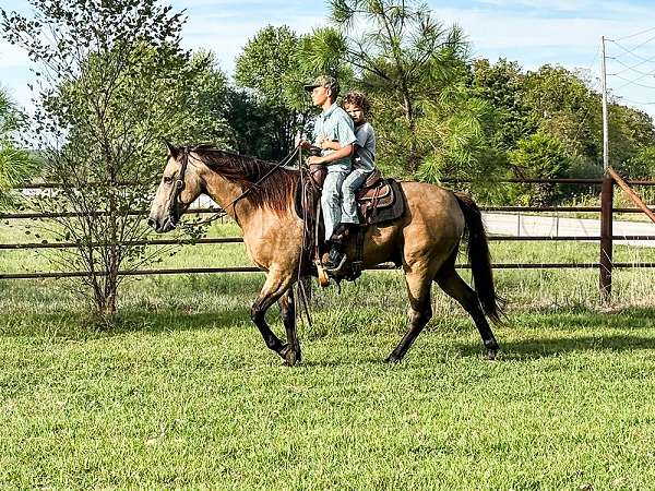 easy-riding-missouri-fox-trotter-horse
