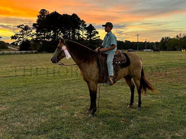 elderly-missouri-fox-trotter-horse