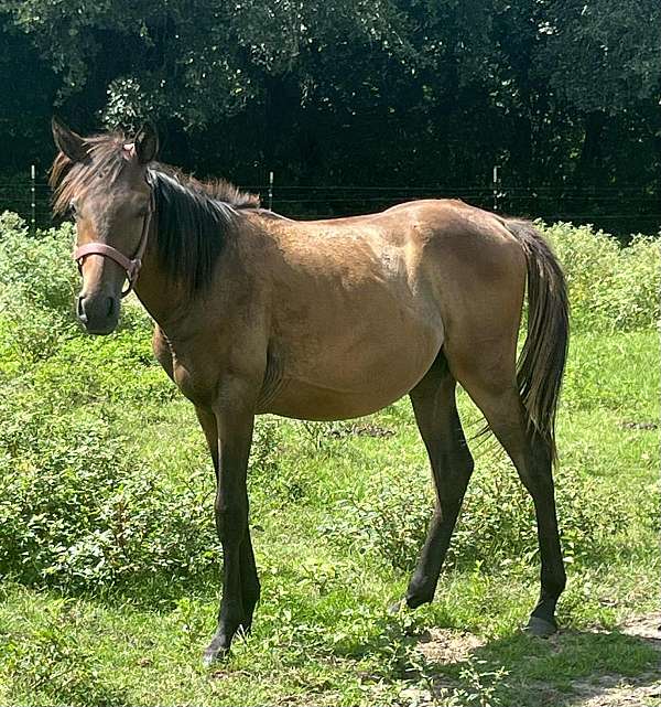 13-hand-anglo-arabian-colt