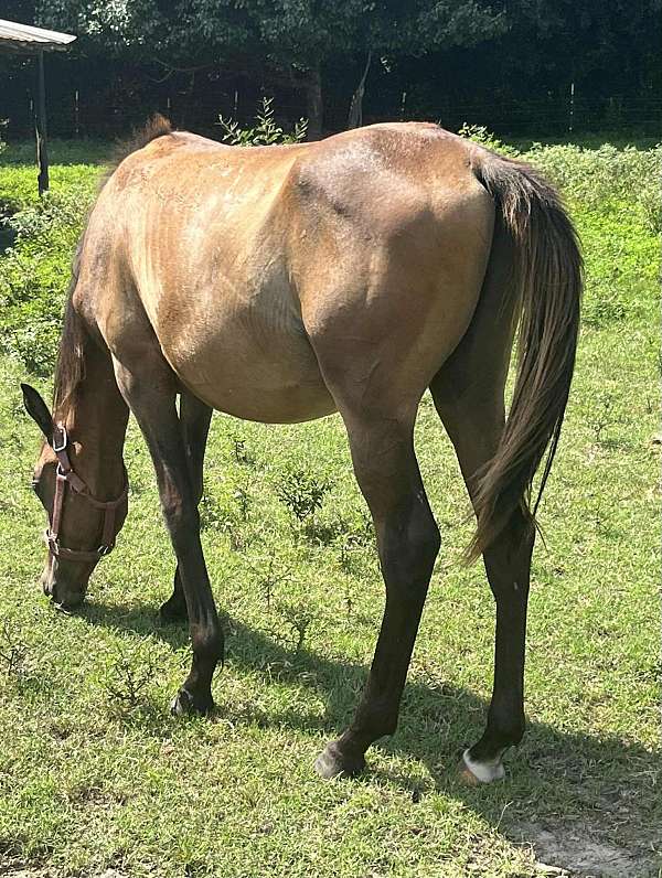 13-hand-anglo-arabian-horse