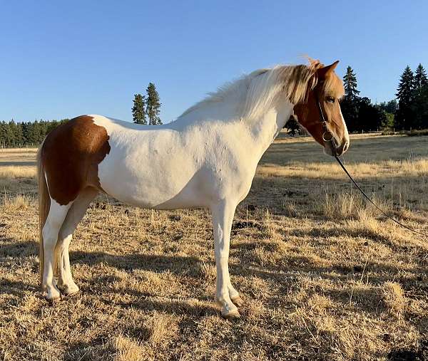 chestnut-overo-icelandic-mare