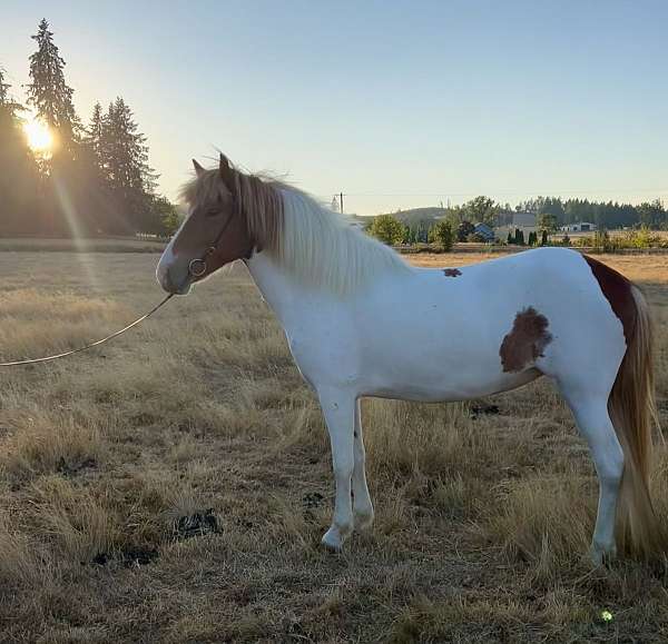 chestnut-overo-usihc-horse