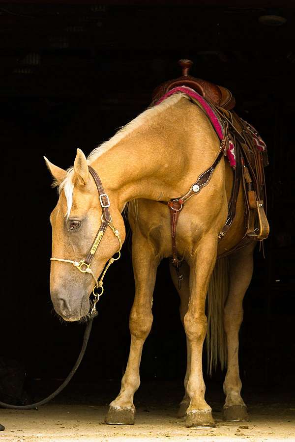 all-around-tennessee-walking-horse