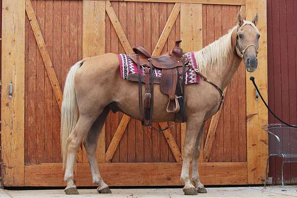 beginner-tennessee-walking-horse
