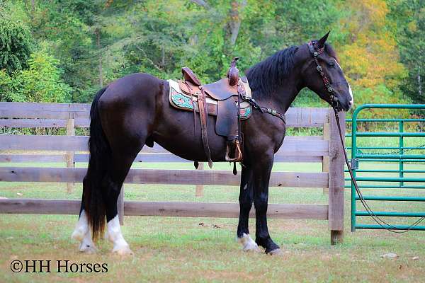 15-hand-shire-gelding