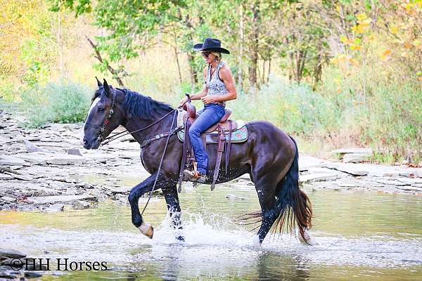 all-around-shire-horse