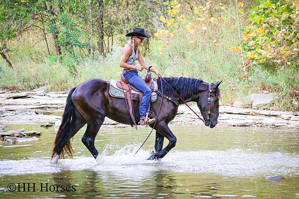 athletic-shire-horse