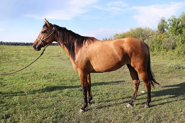 none-horse