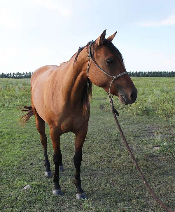dun-none-horse
