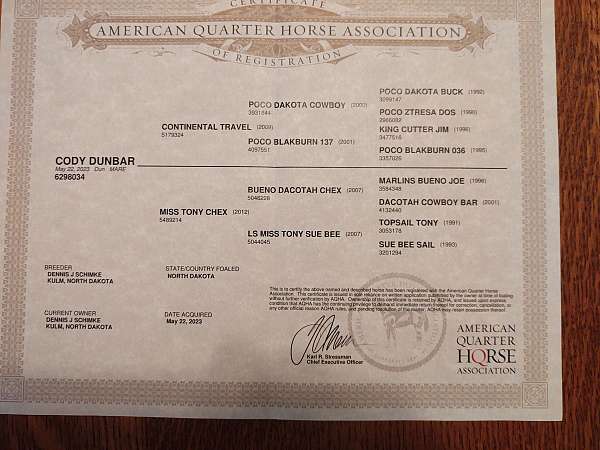 endurance-quarter-horse
