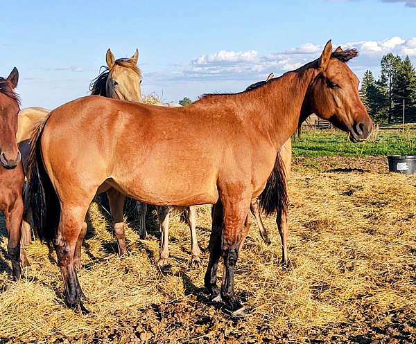 first-time-filly