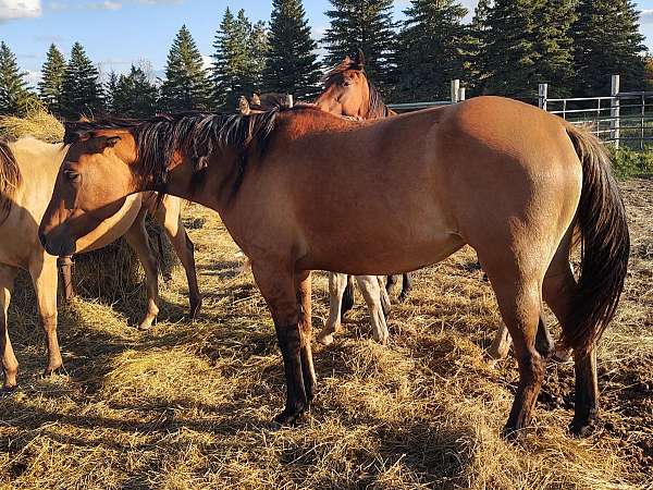 halters-filly