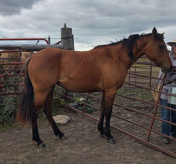 local-filly