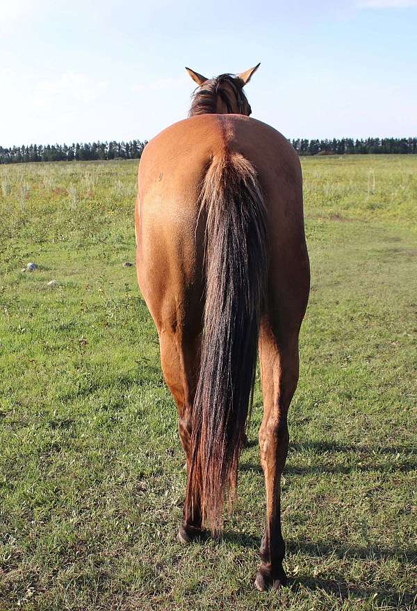 all-around-quarter-horse