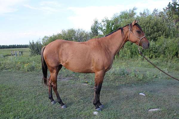 local-shows-filly