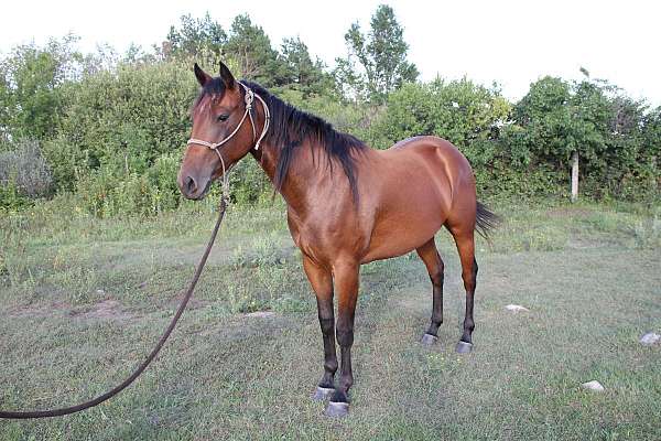 star-horse