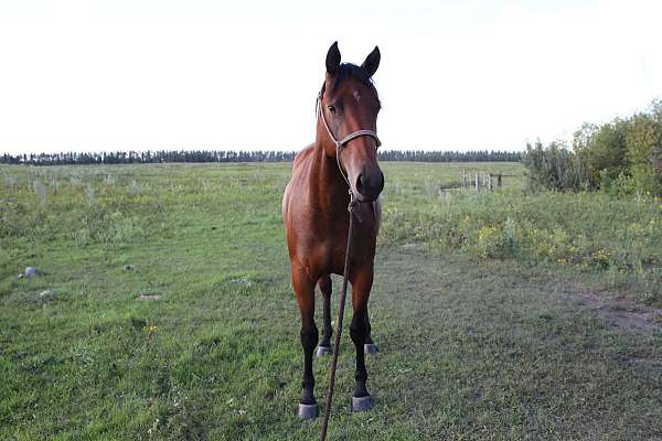 athletic-quarter-horse