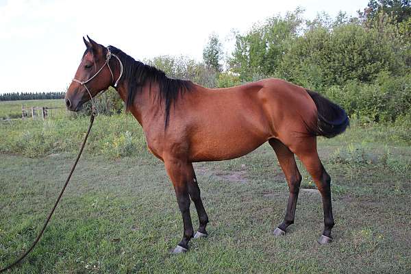 companion-quarter-horse