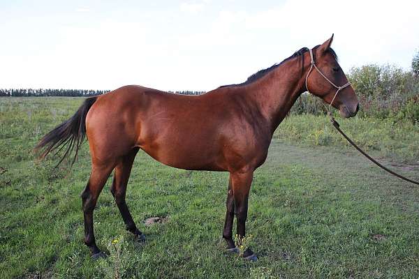 foundation-quarter-horse