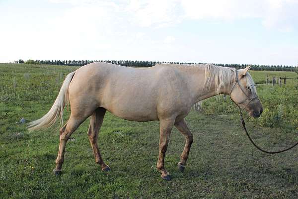 good-pedigree-filly