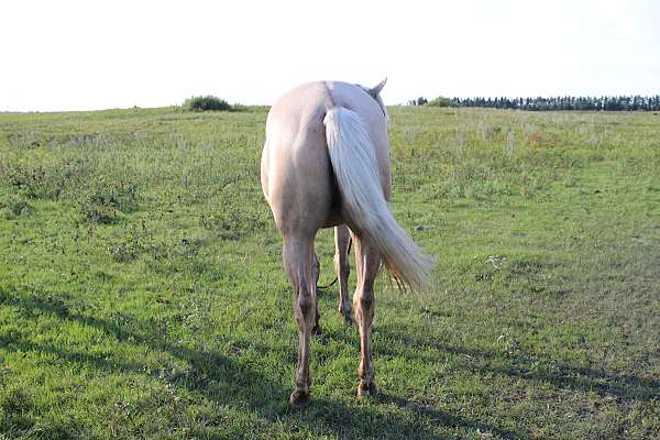 no-markings-filly