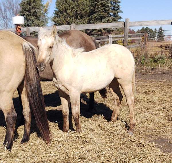 white-mane-filly