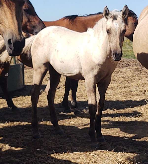 none-horse