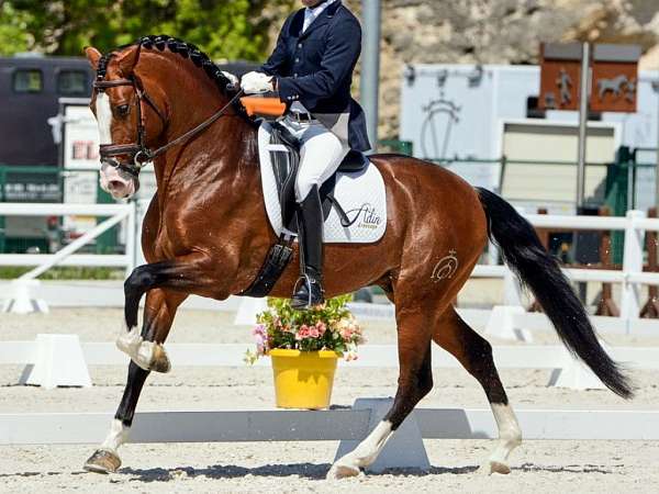 andalusian-horse