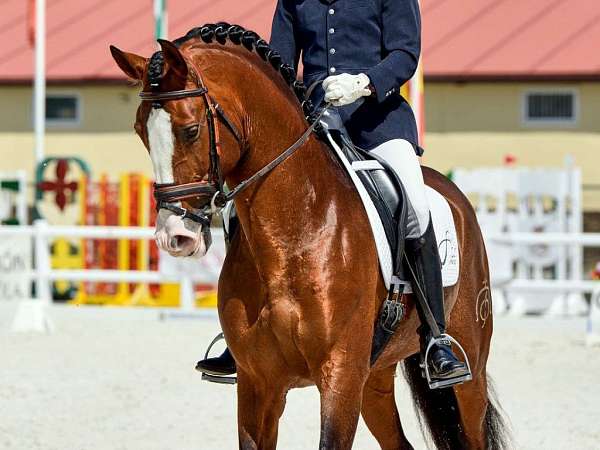 bay-andalusian-horse