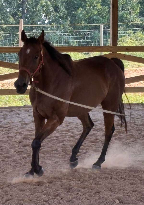white-star-on-head-horse