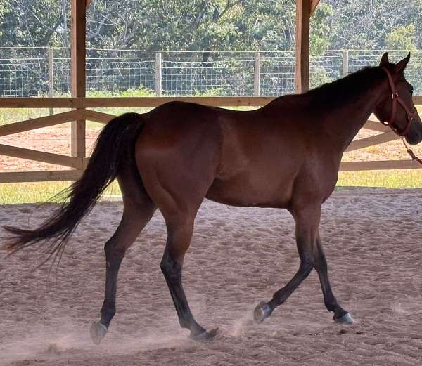 bay-white-star-on-head-horse