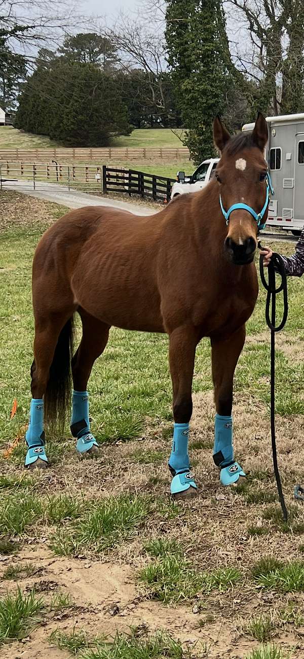 all-quarter-horse